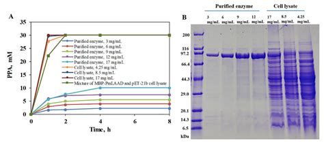 Active Expression of Membrane-Bound L-Amino Acid Deaminase from Proteus ...