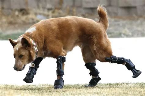 These 12 Photos Of Animals In Prosthetics Will Warn Your Heart