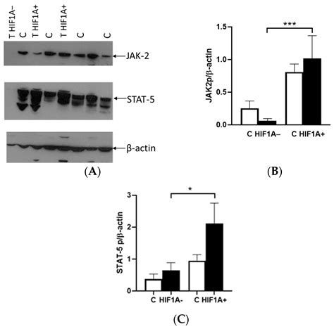 Regulation of Erythropoietin Activity in Clear Renal Cell Carcinoma