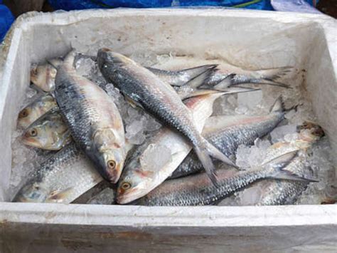 5 foods that shouldn't be mixed with curd