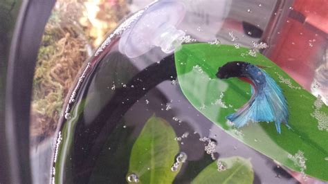 Do Betta Fish Sleep? [Answered] - Bettafish.org