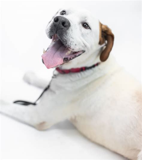 Meet the CNYSPCA Pet of the Week: Loki - syracuse.com
