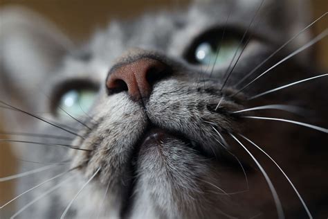 Do Cat Whiskers Grow Back? Here's What You Need to Know - BarkLikeMeow