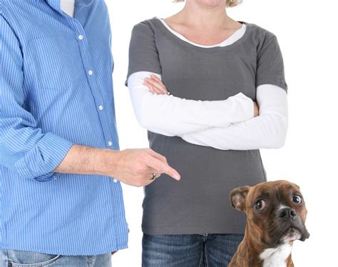 Tips and tricks from the dog whisperer, Cesar Millan