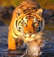 Royal Bengal Tiger p – GKToday