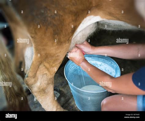 Dairy milking scene hi-res stock photography and images - Alamy