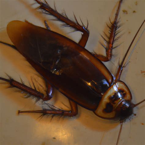 Signs Of Cockroach Bites - Bug Masters Online