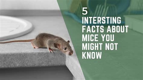 Image result for Mouse Facts