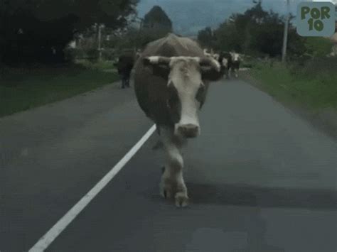 Image result for Exploding Cow GIF