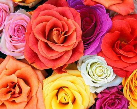 Image result for Flower Pot Card Tutorial