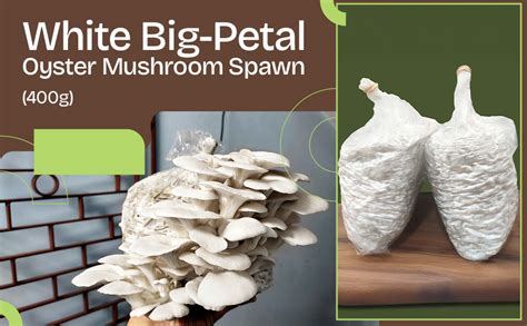 Gachwala White Big-Petal Oyster Mushroom Spawn – 400gm (2 x 200gm) + 2 ...