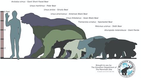 Short Faced Bear Size Comparison Arctodus Short Faced Bear Size