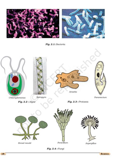 Image result for Science Class 8 Book Chapter 2