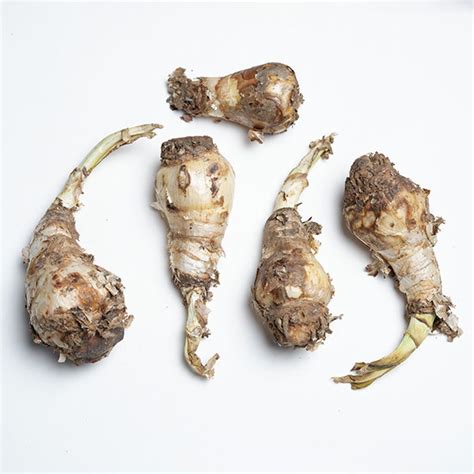 Buy Crinum Lily Pink Bulbs | Vibrant Blooms for Your Garden