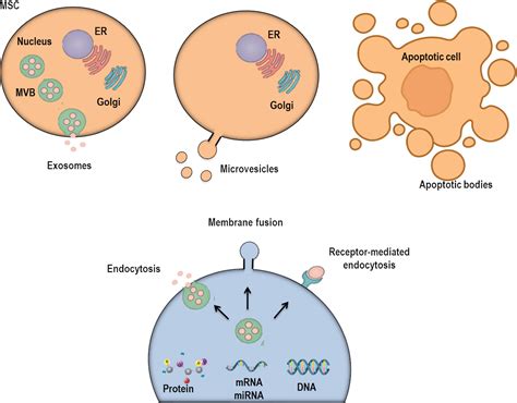Vesicles Cell 的图像结果