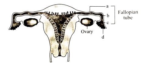 Image result for Female Reproductive System Class 12