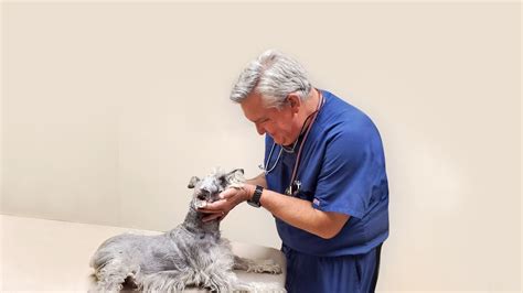Veterinarians in El Paso TX | Vista Hills Animal Hospital