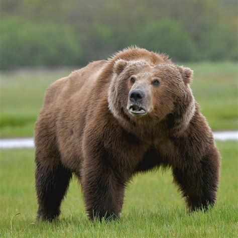 Kodiak bear showing massive shoulders and forearms : r/bears