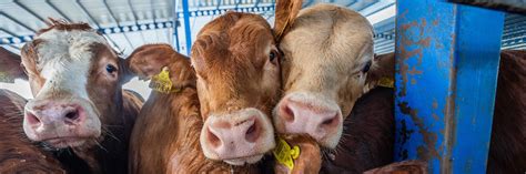 #StopTheTrucks – a FOUR PAWS campaign to stop cruel live animal Transports