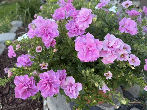 Process Fruit 的图像结果