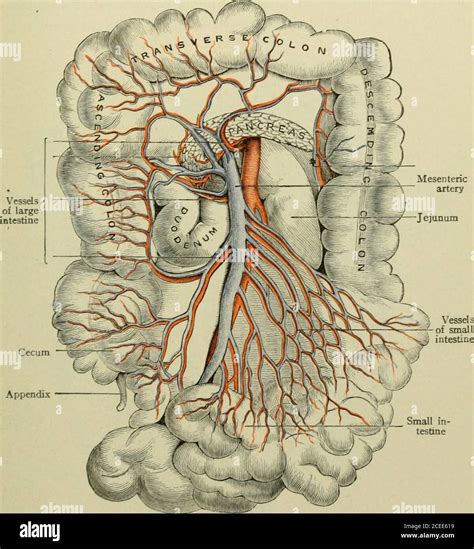 . Text-book of anatomy and physiology for nurses. The abdominal aorta divides (bifurcates) at ...
