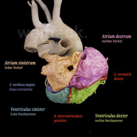 Herz: Form und Aufbau – präpApp – Early Access