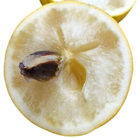 Abiu Fruit Live Plants (Pouteria Caimito) – veliyathgardens