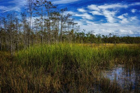 Grassy Waters Preserve, Florida, USA