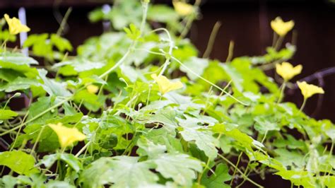 Bitter Gourd Leaf Benefits: গ্ল্যামার বাড়ায়-ডায়াবেটিসও কন্ট্রোল করে ...