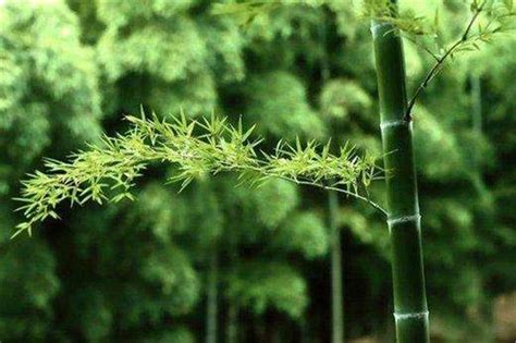 全球最大的竹子，砍一节就能当水桶，最大能当水缸，就在我国云南 - 知乎