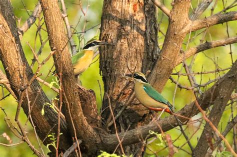 Indian Pitta – The Summer Rainbow – naturetrail