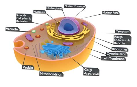 3d Animal Cell Diagram Cytoskeleton