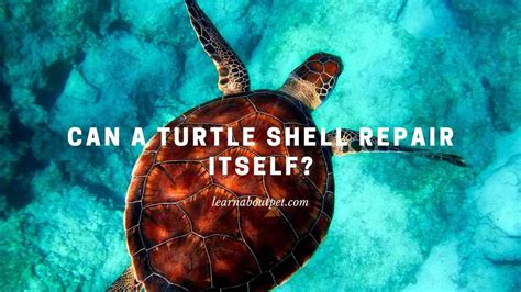 Image result for How to Fix a Turtle Shell