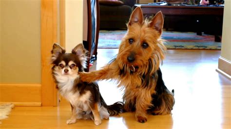 AFV Zoo Animals 的图像结果