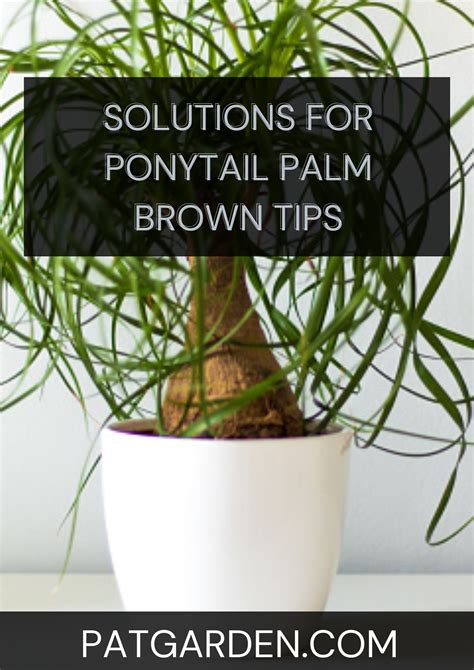 Ponytail palm care – Artofit