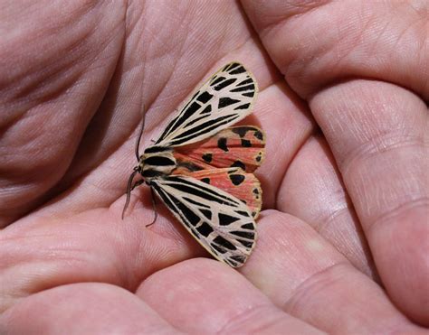Virgin Tiger Moth | biscuit