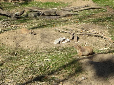 Image result for Spring Break 2016 Competition