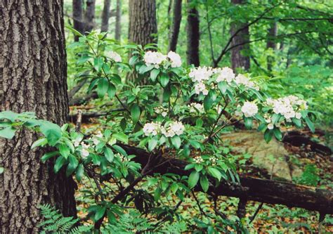 Mountain laurel. in 2019 | Laurel plant, Kalmia latifolia, Woodland garden