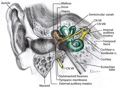 Internal Acoustic Meatus Facial Nerve