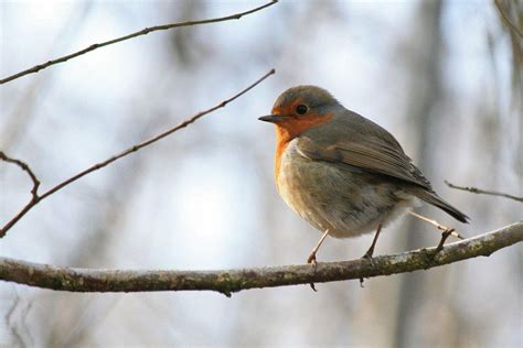 Bird Walk on the Abbey Craig with the RSPB, Legends Coffee House ...