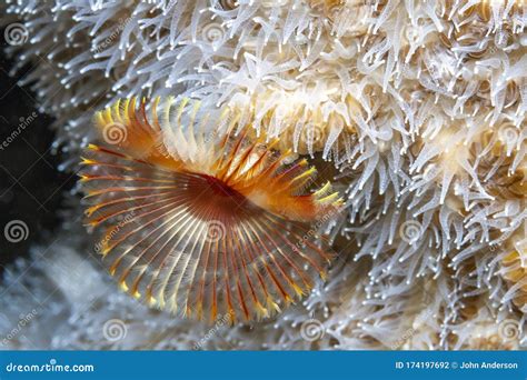 Sabellidae Feather Duster Worms Are A Family Of Marine Polychaete Tube ...