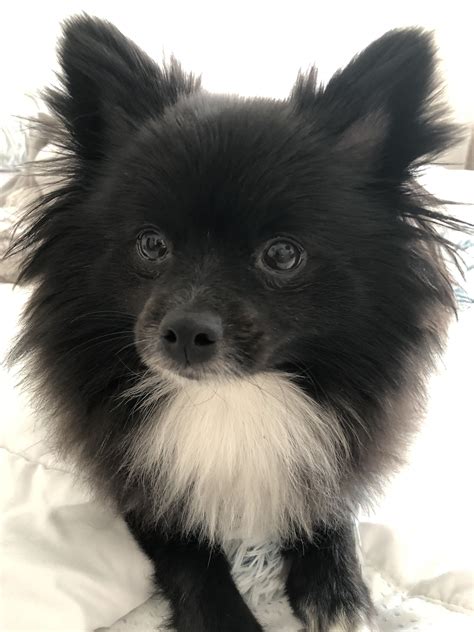 Adorable Black and White Pomeranian
