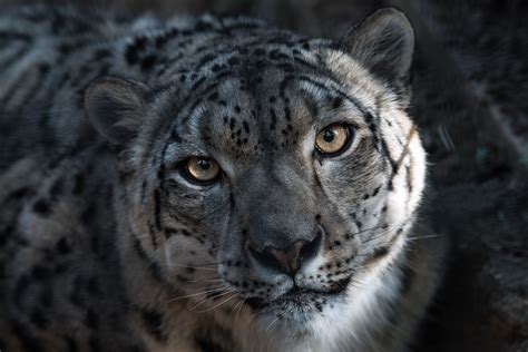 Snow Leopard Eyes