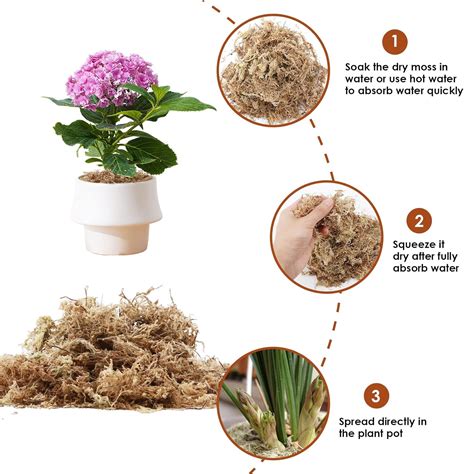 Buy FAMKIT Garden Sphagnum Moss Moisturizing Nutrition Organic ...