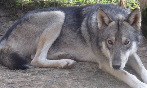 Wolf Dog Hybrid