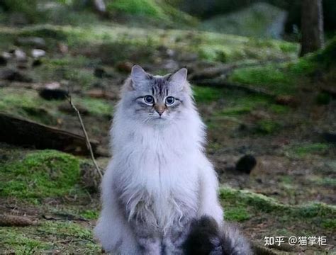 每日一读：猫咪品种——挪威森林猫 - 每日头条