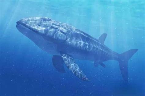 地球历史上的八大鲨鱼巨兽-新闻频道-和讯网