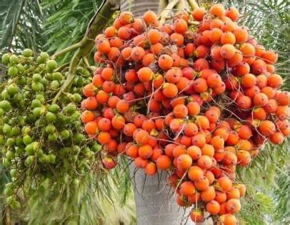 Oxiflora® Live Hybrid Arecanut Betel plant Betel Nut Plant- 2 feet ...