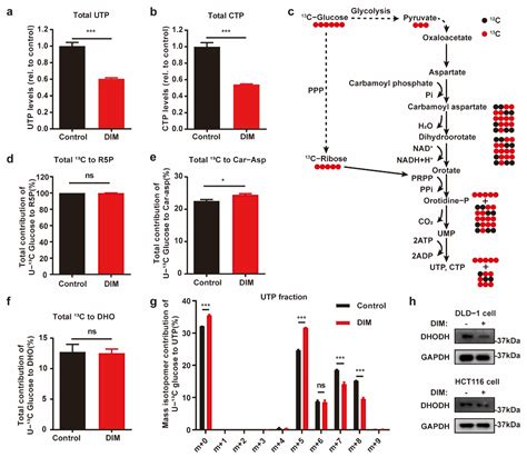 3,3′-Diindolylmethane Enhances Fluorouracil Sensitivity via Inhibition ...