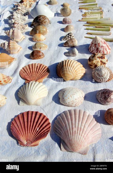 Sea Shell Collections 的图像结果